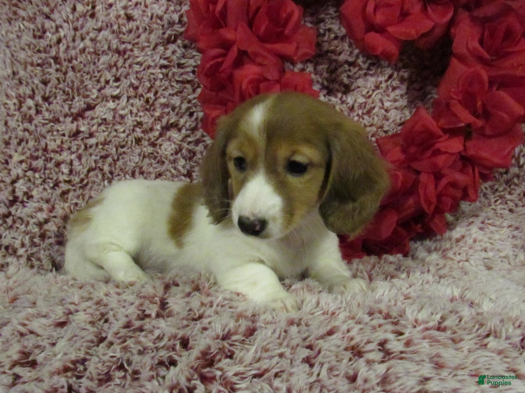 Miniature Dachshund dogs for sale: Sadie - Ad 4