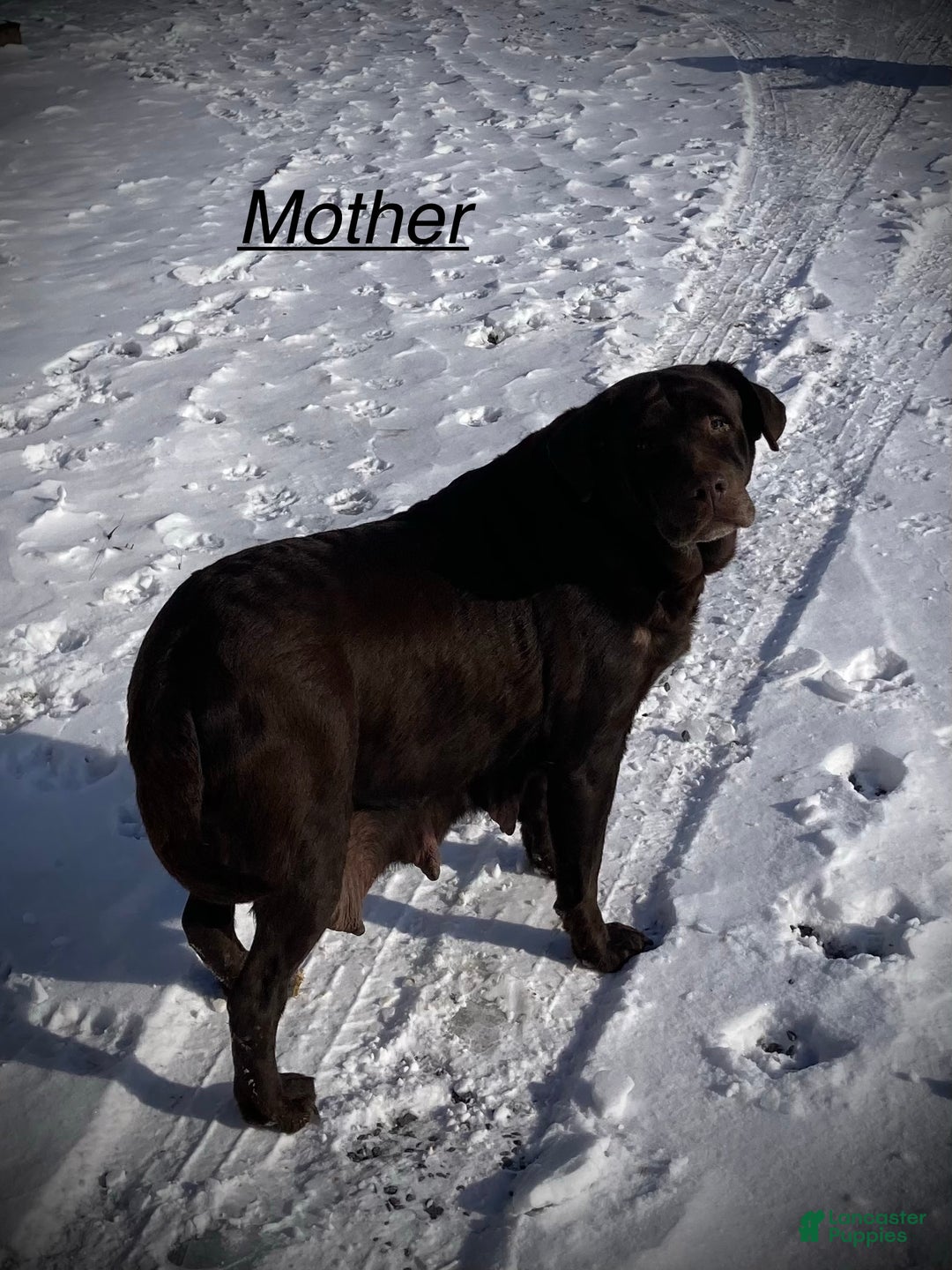 Labrador Retriever dogs for sale: Margie - Ad 4