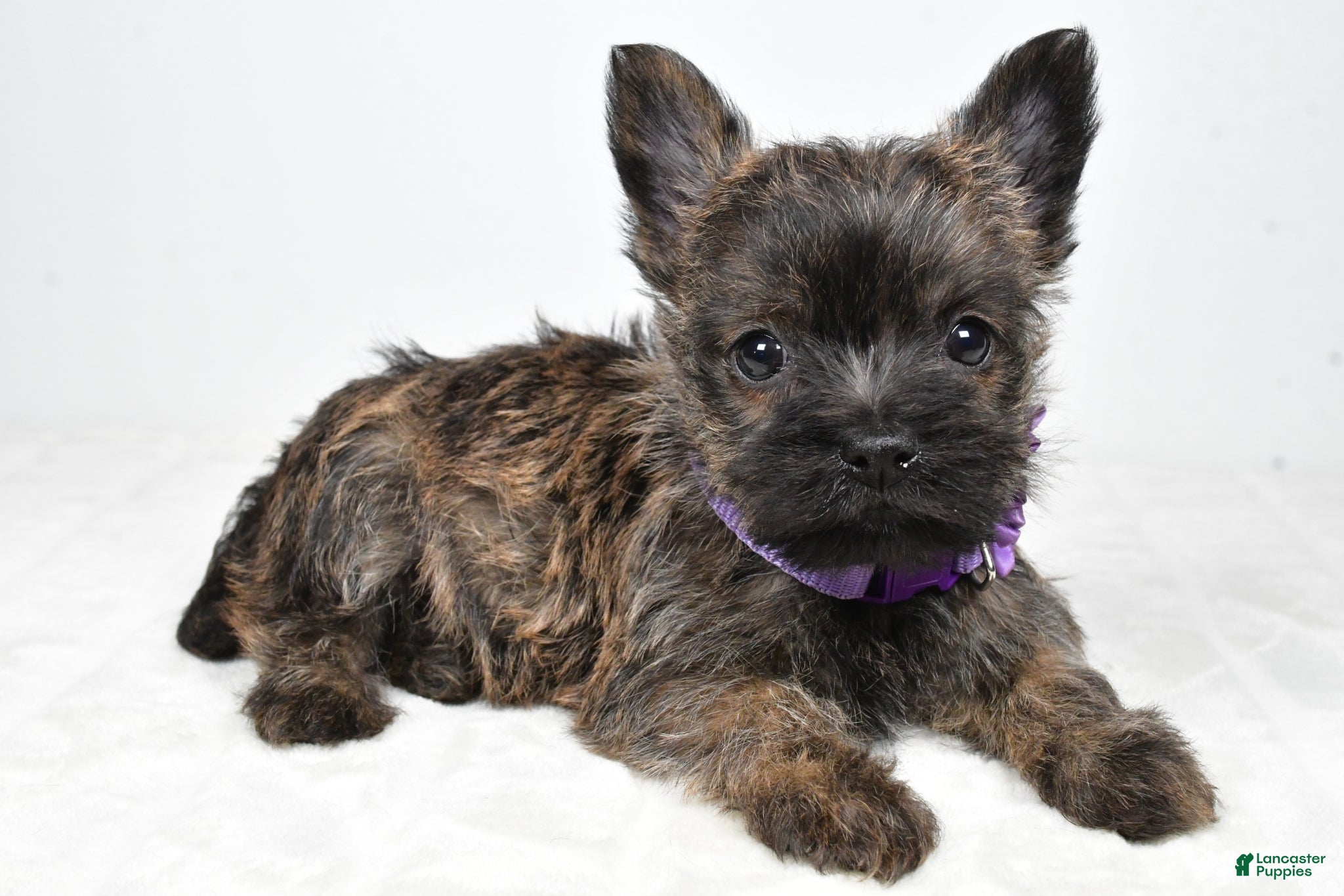 Cairn Terrier dogs Viola - Ad 1