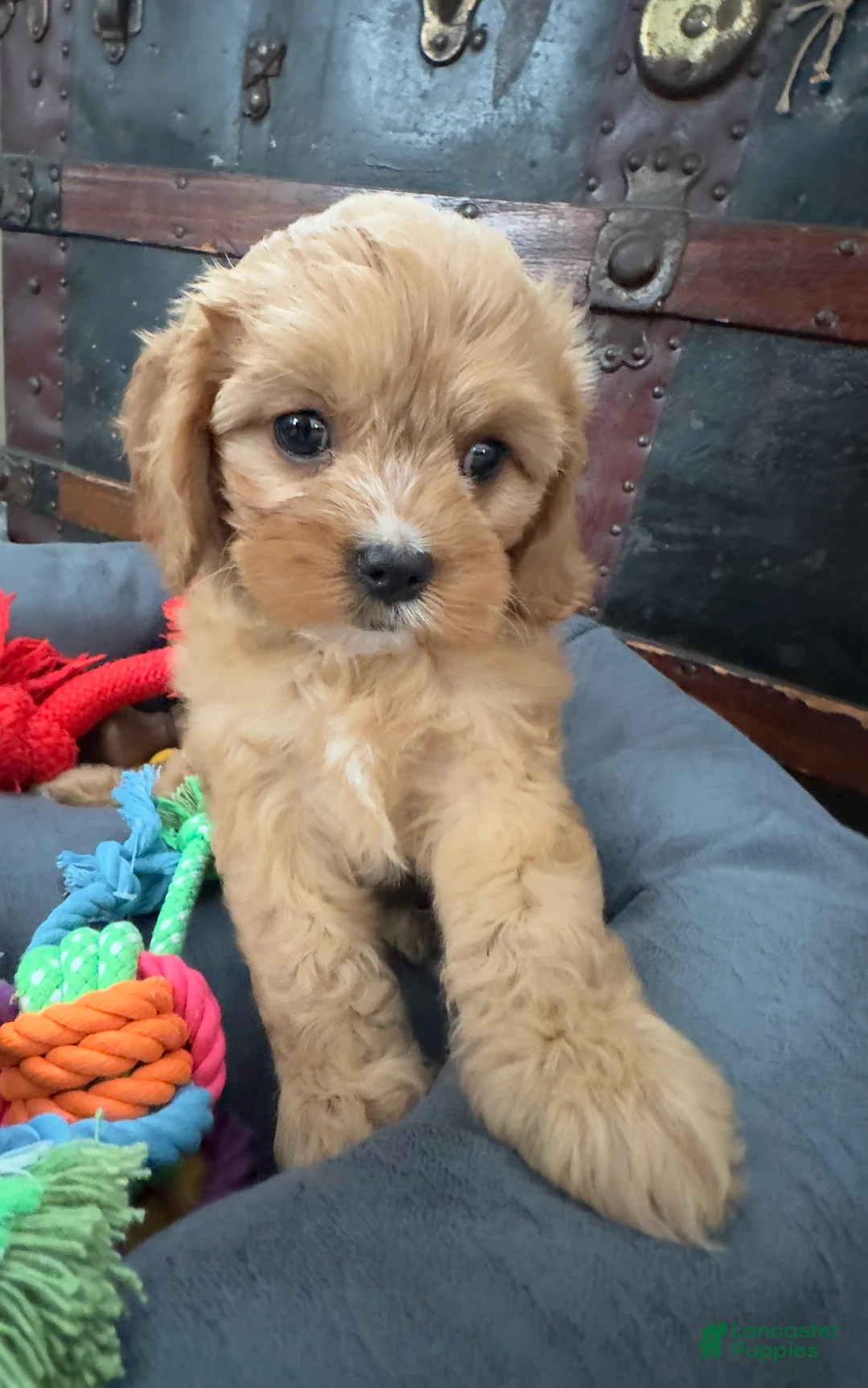 Cavapoo dogs for sale: Janie - Ad 4