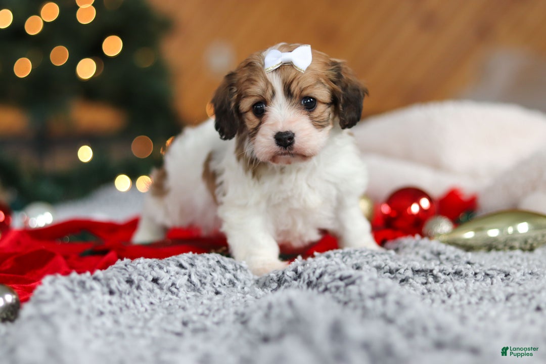 Cavachon dogs for sale: Sunshine  - Ad 5