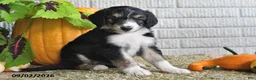 Mixed Breed dogs for sale: Captain - Ad 5