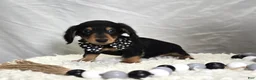 Miniature Dachshund dogs for sale: Tinker - Ad 5
