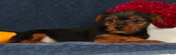 Yorkshire Terrier dogs for sale: Quinn - Ad 5