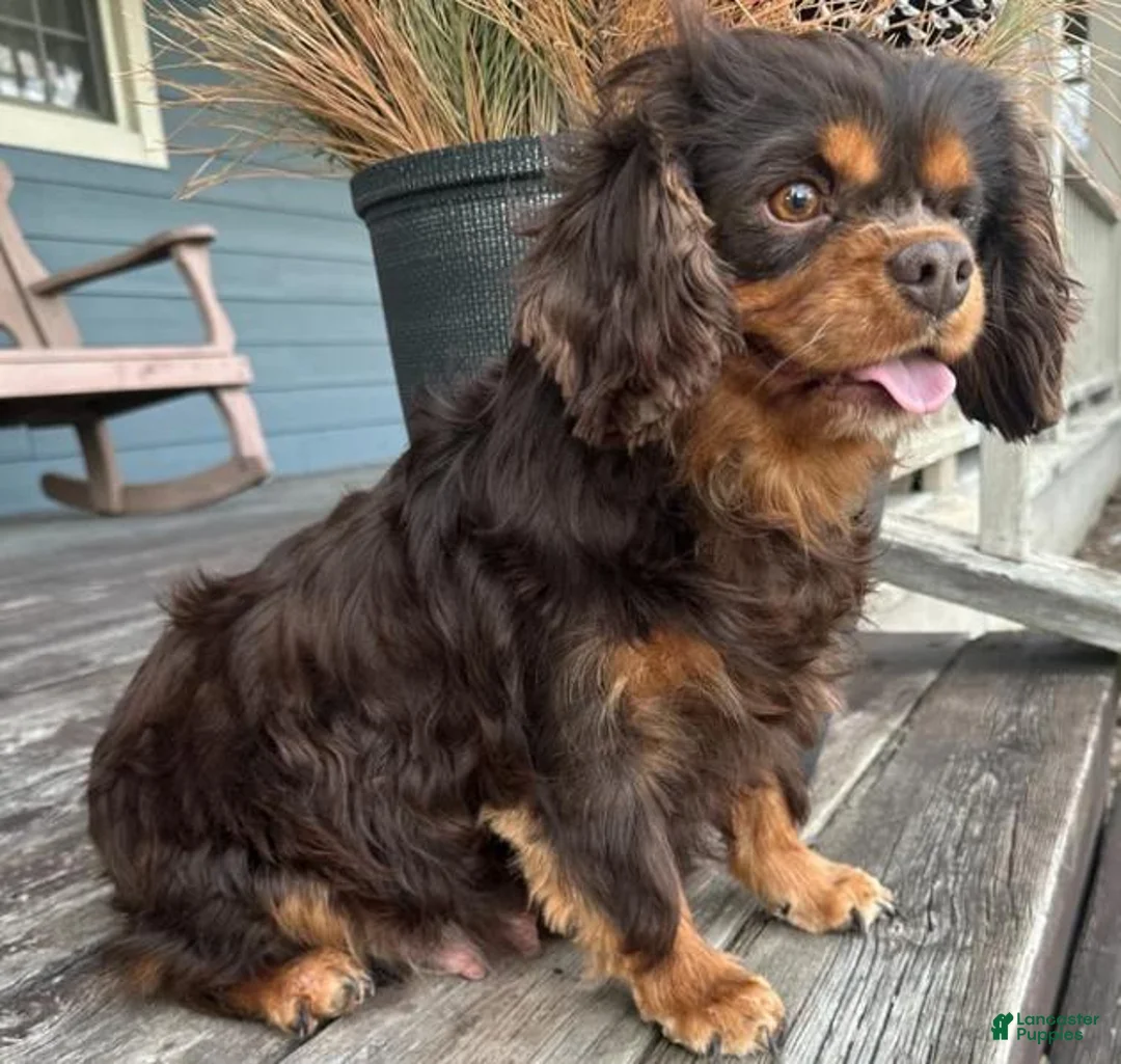Cavapoo dogs for sale: Willow - Ad 4