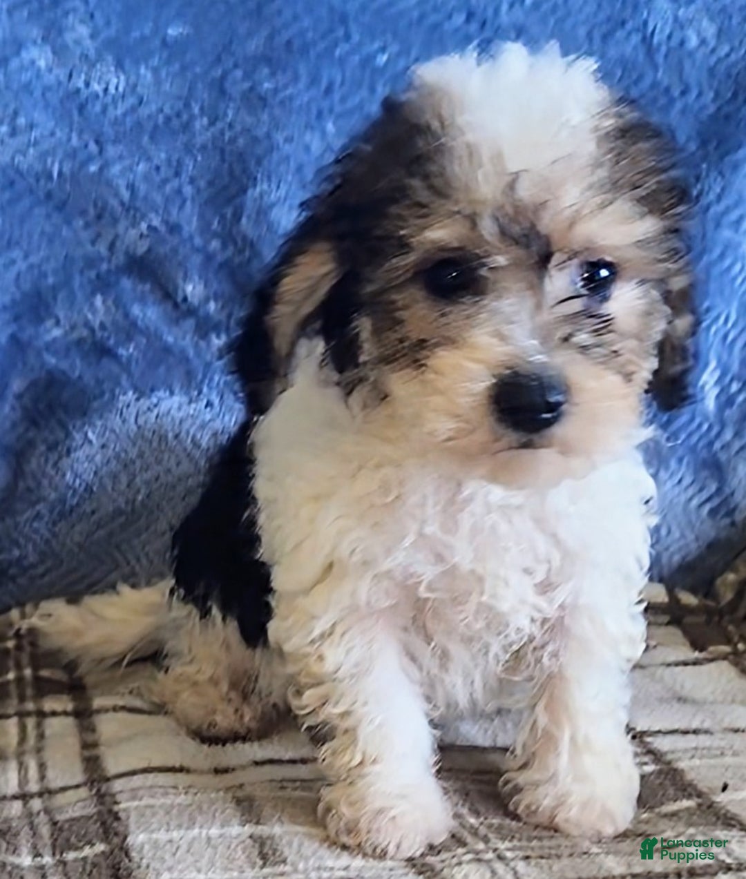 Mixed Breed dogs for sale: Max - Ad 16