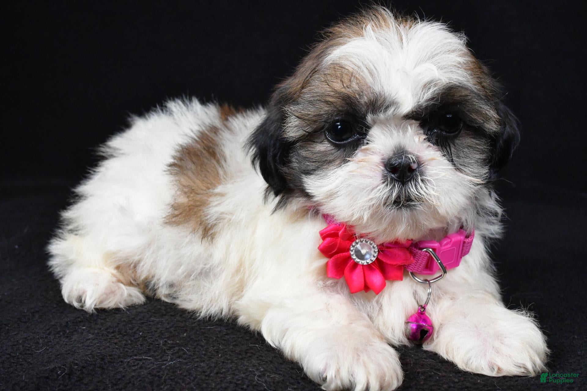 Shih Tzu dogs Trixie - Ad 2