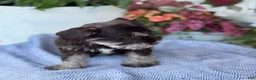 Miniature Schnauzer dogs for sale: Logan - Ad 5