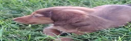Miniature Dachshund dogs for sale: Miniature Dachshund 1 - Ad 5