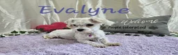 Maltipoo dogs for sale: Carlo Lynne - Ad 11