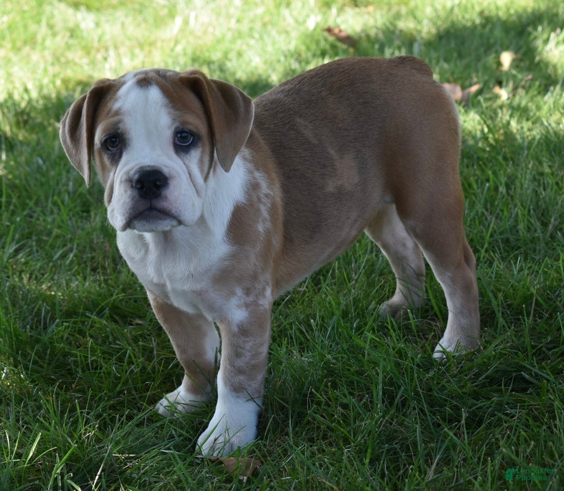 Beabull dogs Brinley - Ad 1
