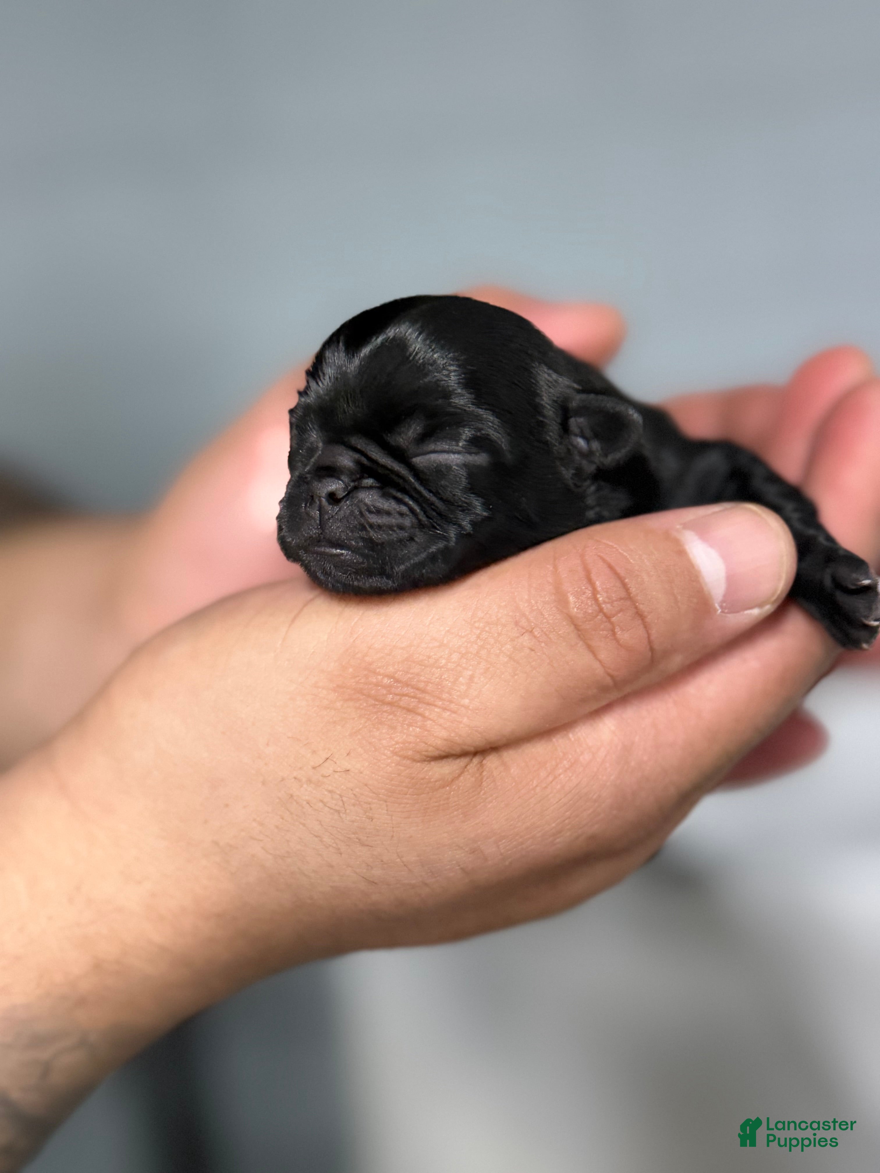 Pug dogs Pug Puppy 3 - Ad 42