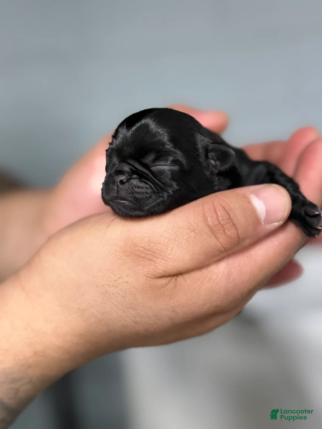 Pug dogs for sale: Pug Puppy 3 - Ad 1