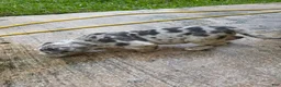 American Bully dogs for sale: American Bully 8 - Ad 3