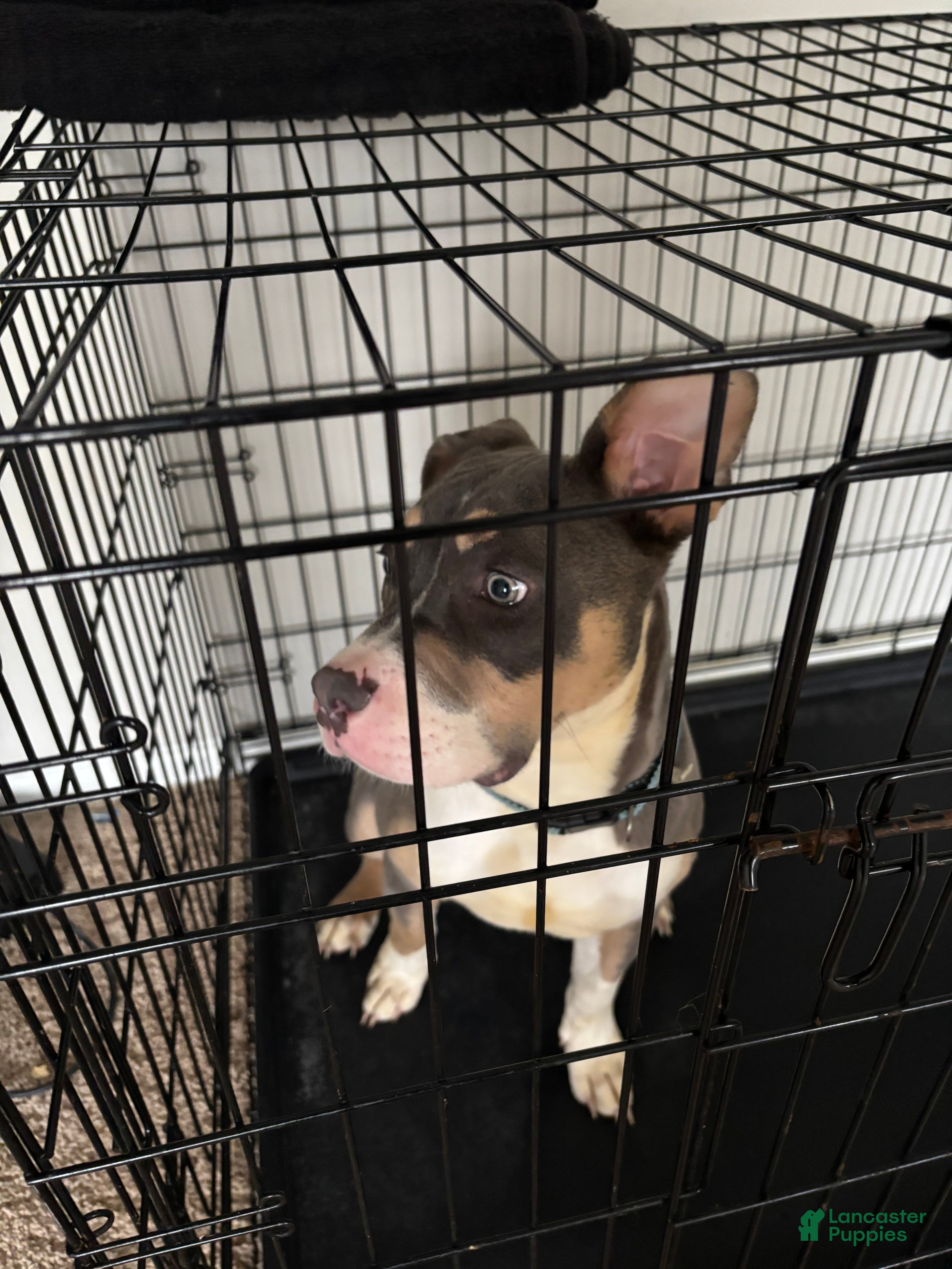 American Pit Bull Terrier dogs for sale: American Pit Bull Terrier Puppy 1 - Ad 8