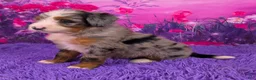 Mini Bernedoodle dogs for sale: Nova - Ad 3