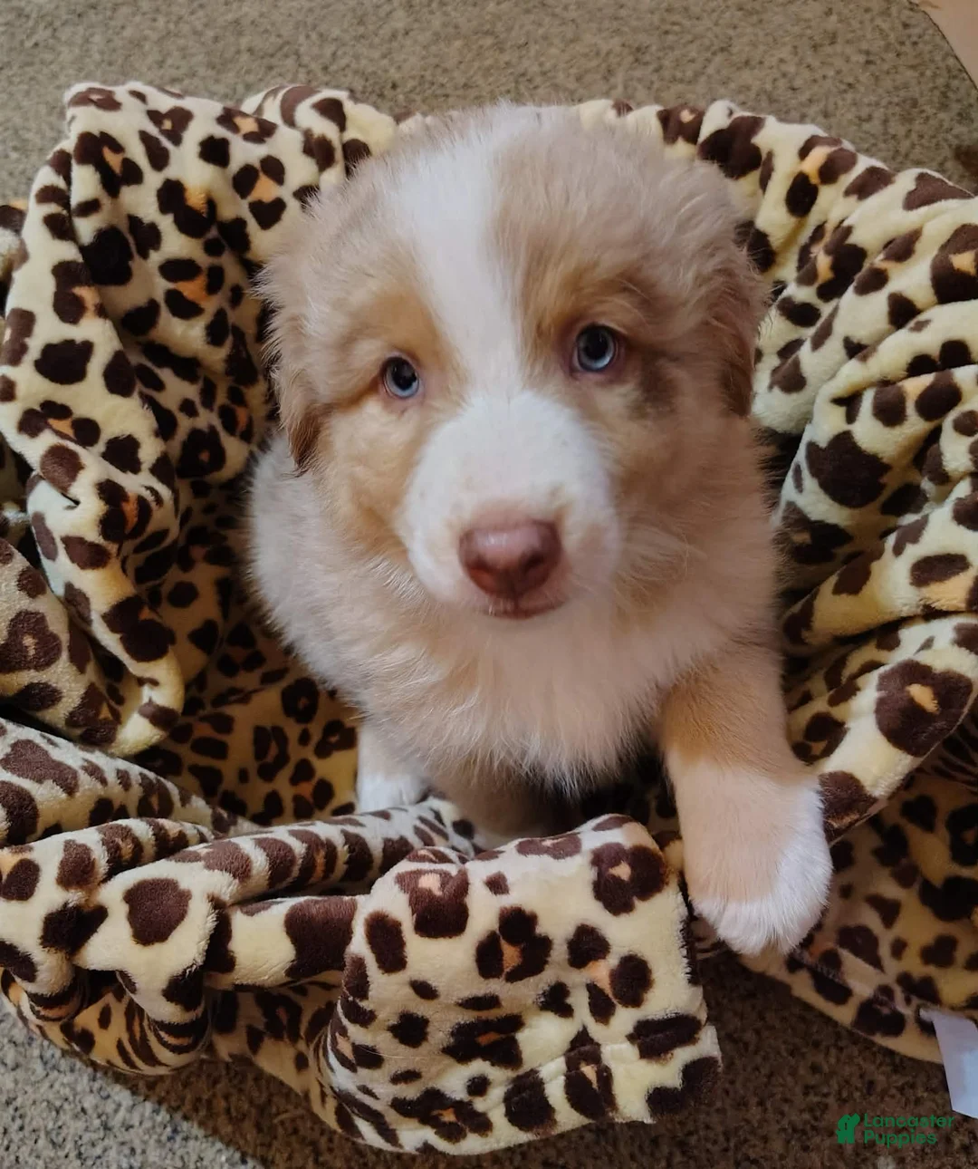 Anatolian Shepherd dogs for sale: Australian Shepherd Puppy 1 - Ad 1