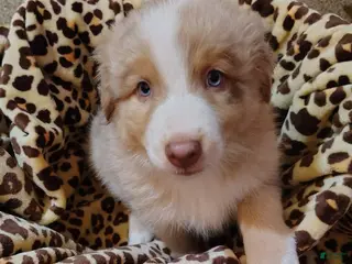 Anatolian Shepherd dogs Australian Shepherd Puppy 1 - Ad 6