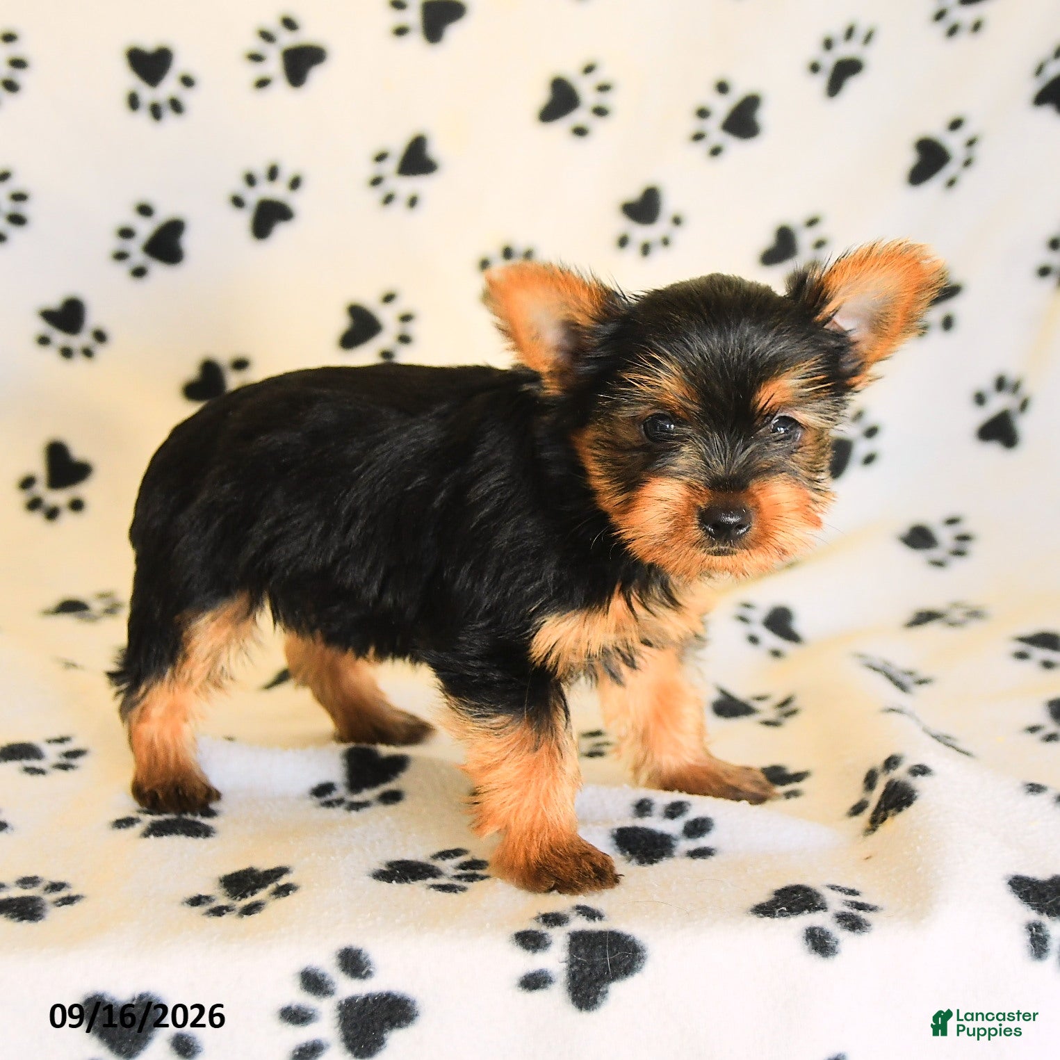 Yorkshire Terrier dogs Julian - Ad 1
