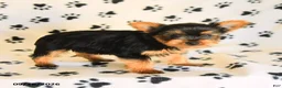 Yorkshire Terrier dogs for sale: Julian - Ad 1