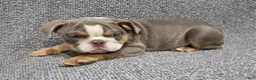 English Bulldog dogs for sale: Clarence - Ad 1