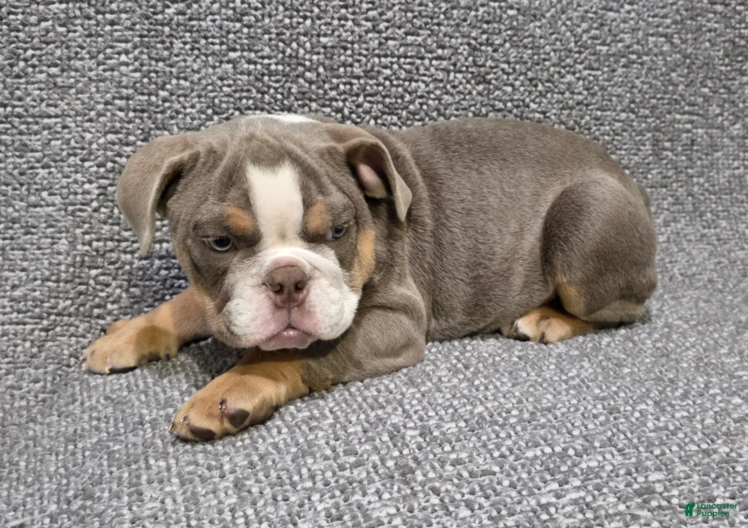 English Bulldog dogs for sale: Clarence - Ad 1