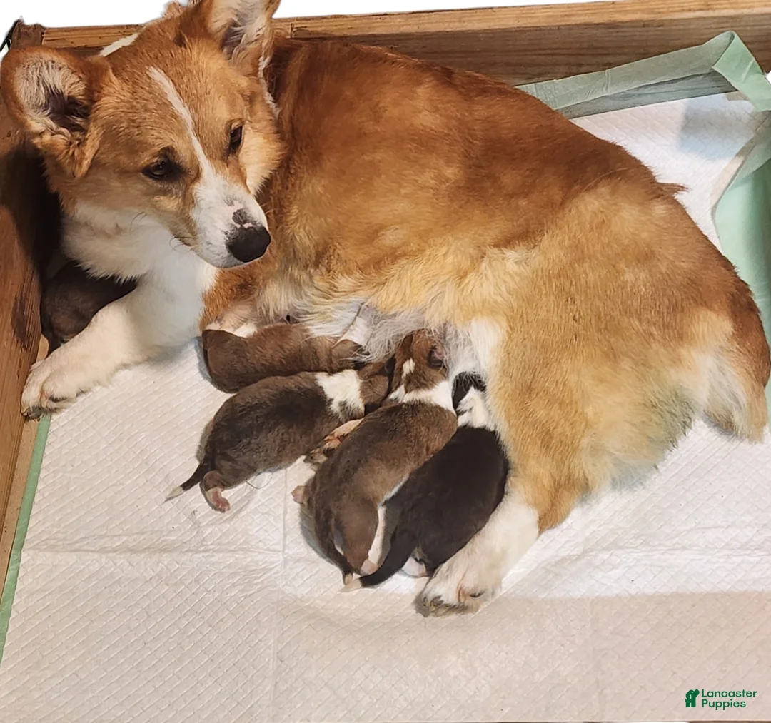 Welsh Corgi Pembroke dogs for sale: Maverick Boone - Ad 6