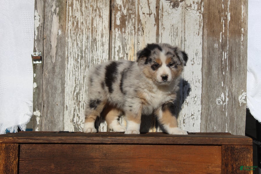 Australian Cattle Dog dogs Teddy - Ad 1