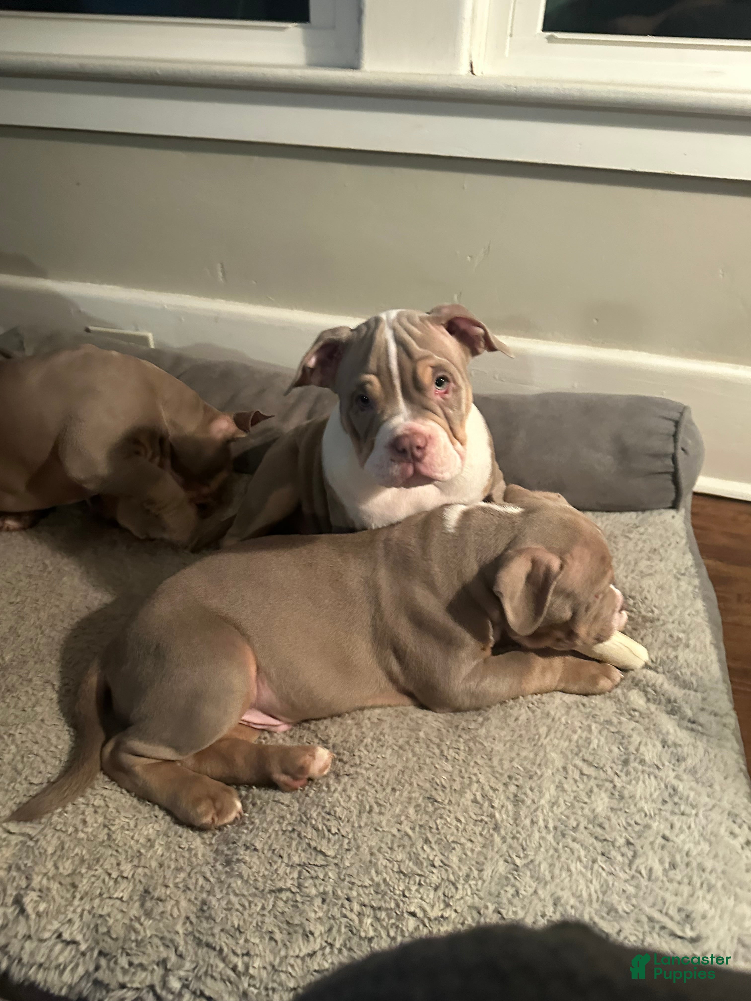 American Bully dogs American Bully Puppy 1 - Ad 1