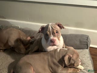 American Bully dogs American Bully Puppy 1 - Ad 8