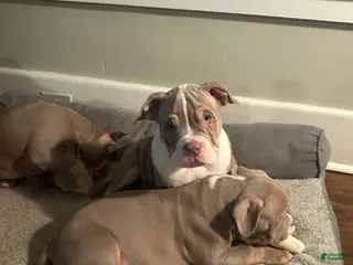 American Bully dogs American Bully Puppy 1 - Ad 2