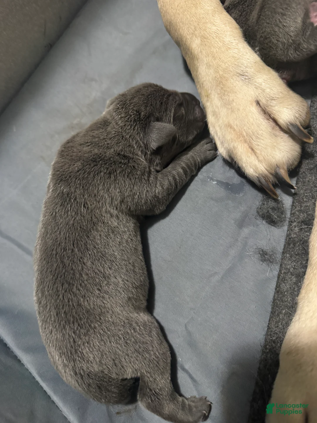 Cane Corso dogs for sale: Gnocchi  - Ad 1