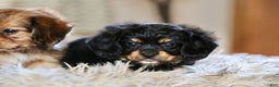 Mixed Breed dogs for sale: Cavalon Midnight - Ad 27