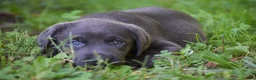 Labrador Retriever dogs for sale: Star - Ad 14