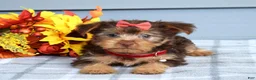 Yorkshire Terrier dogs for sale: Cassidy - Ad 10