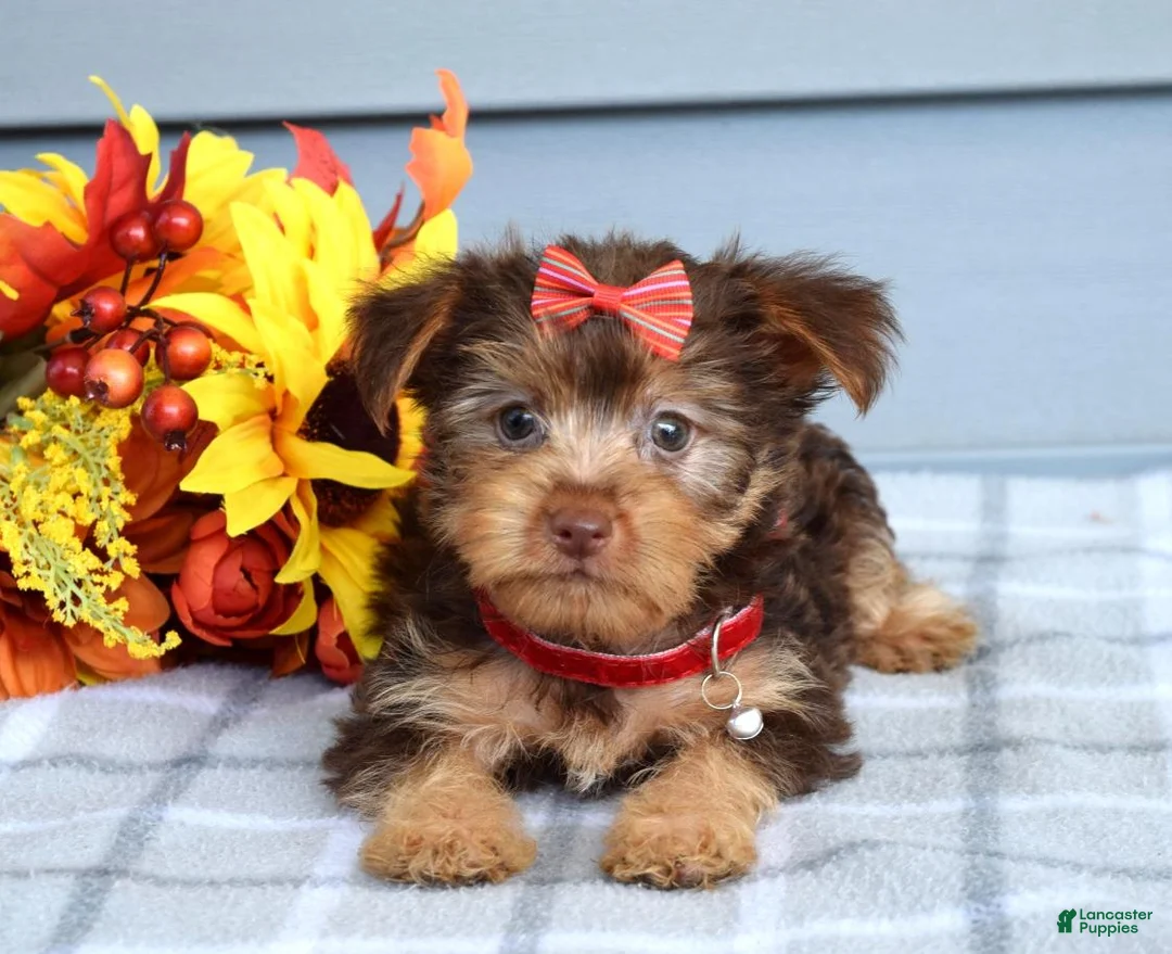 Yorkshire Terrier dogs for sale: Cassidy - Ad 10