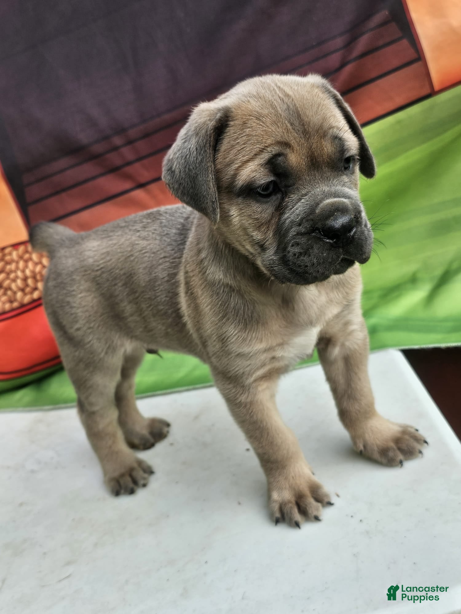 Cane Corso dogs ZEUS - Ad 1