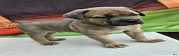 Cane Corso dogs for sale: ZEUS - Ad 1
