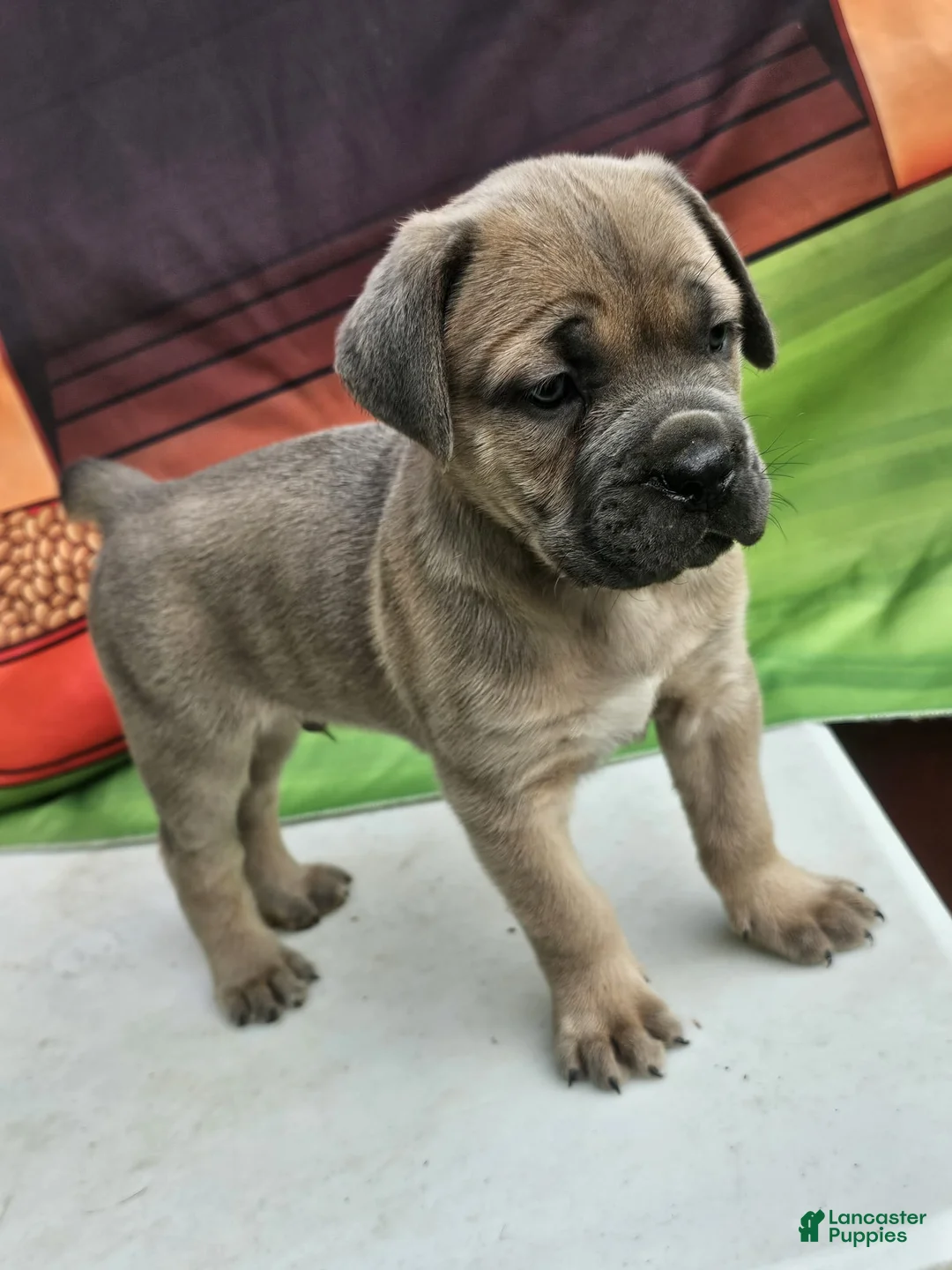 Cane Corso dogs for sale: ZEUS - Ad 1