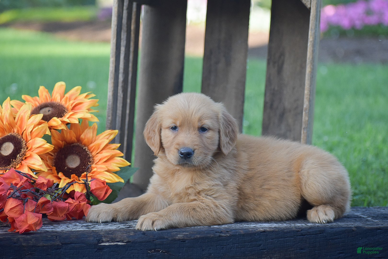 Golden Retriever dogs Peter - Ad 1