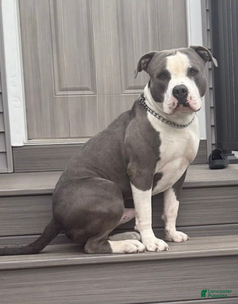 American Bully dogs for sale: American Bully 1 - Ad 28