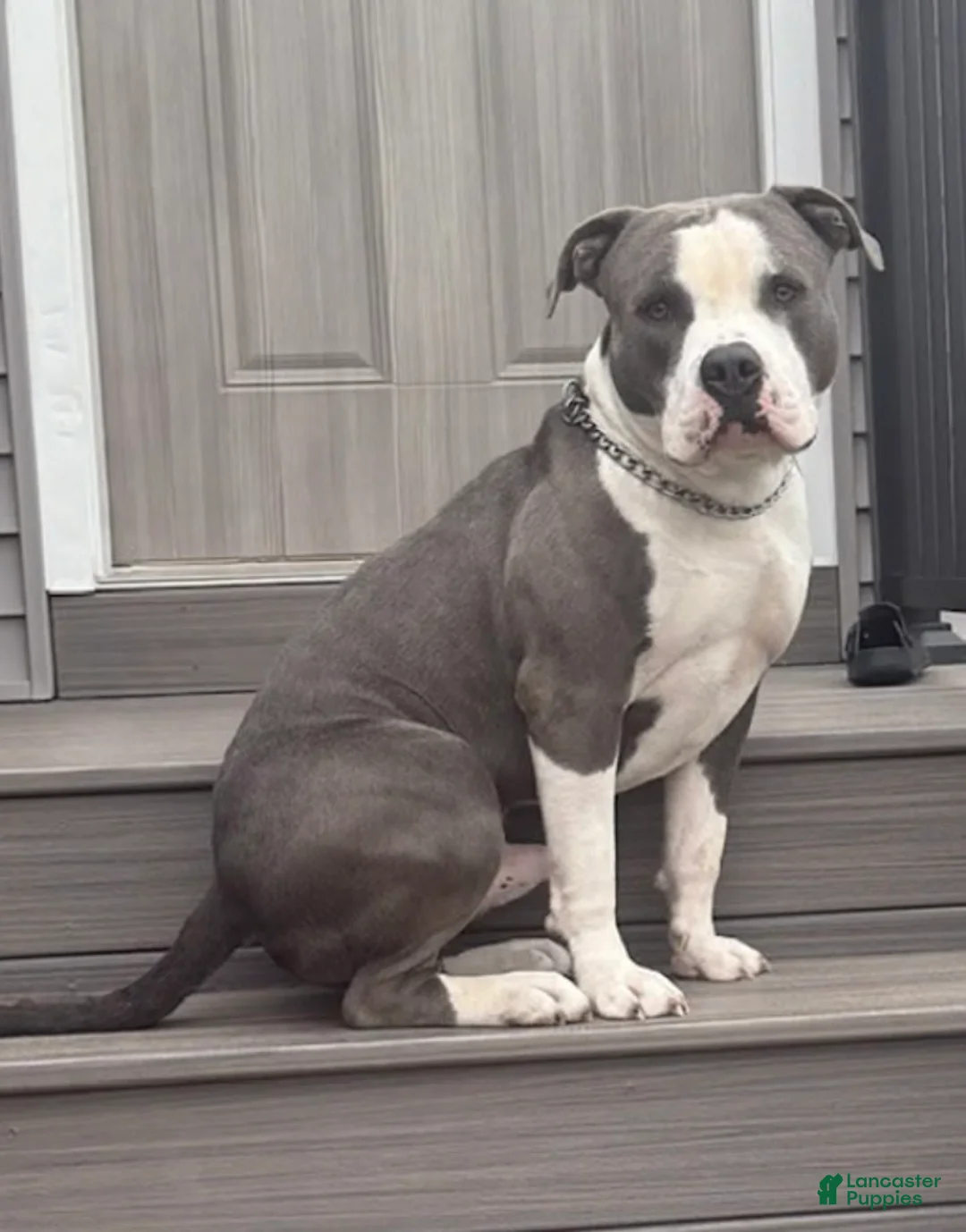 American Bully dogs for sale: American Bully 1 - Ad 1