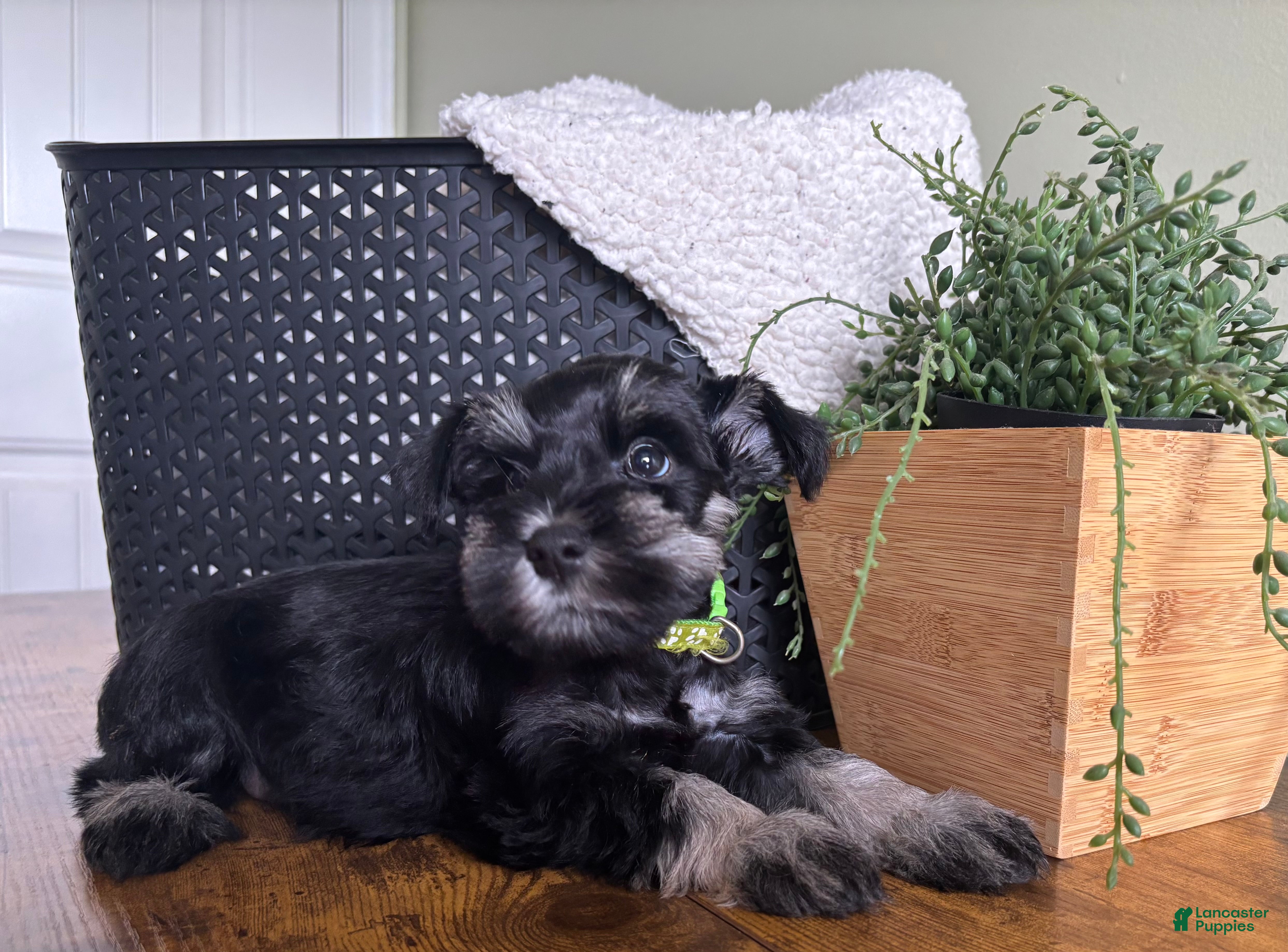 Miniature Schnauzer dogs Diesel - Ad 1