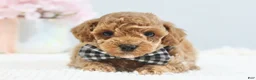 Toy Poodle dogs for sale: Clay - Ad 1