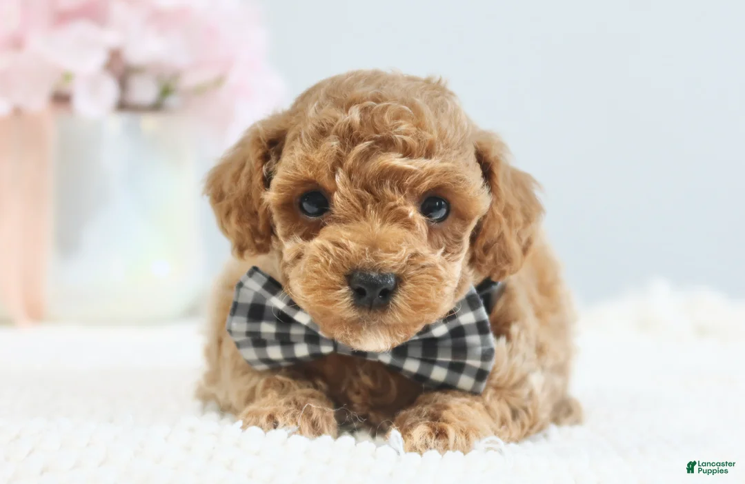 Toy Poodle dogs for sale: Clay - Ad 1