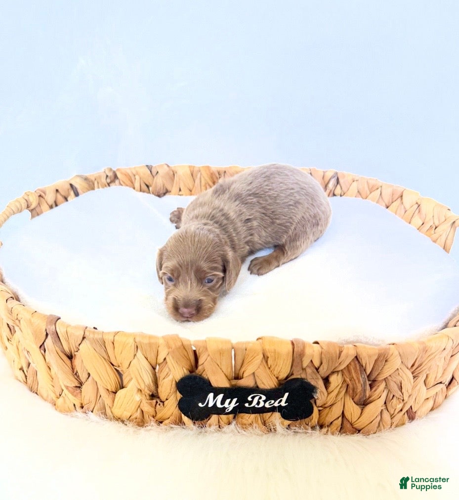 Miniature Dachshund dogs Scottie - Ad 10