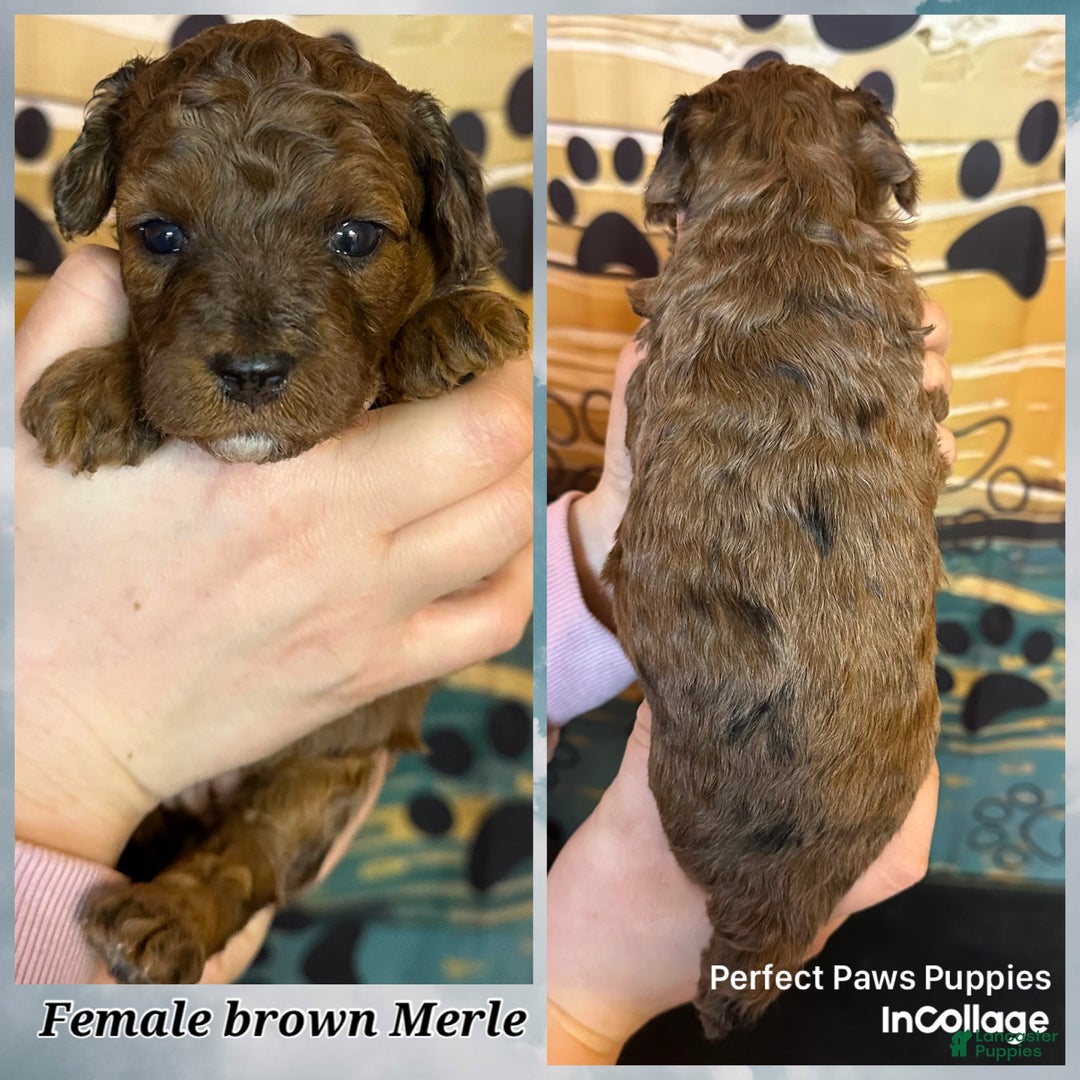 Miniature Poodle dogs for sale: Miniature Poodle Puppy 5 - Ad 1