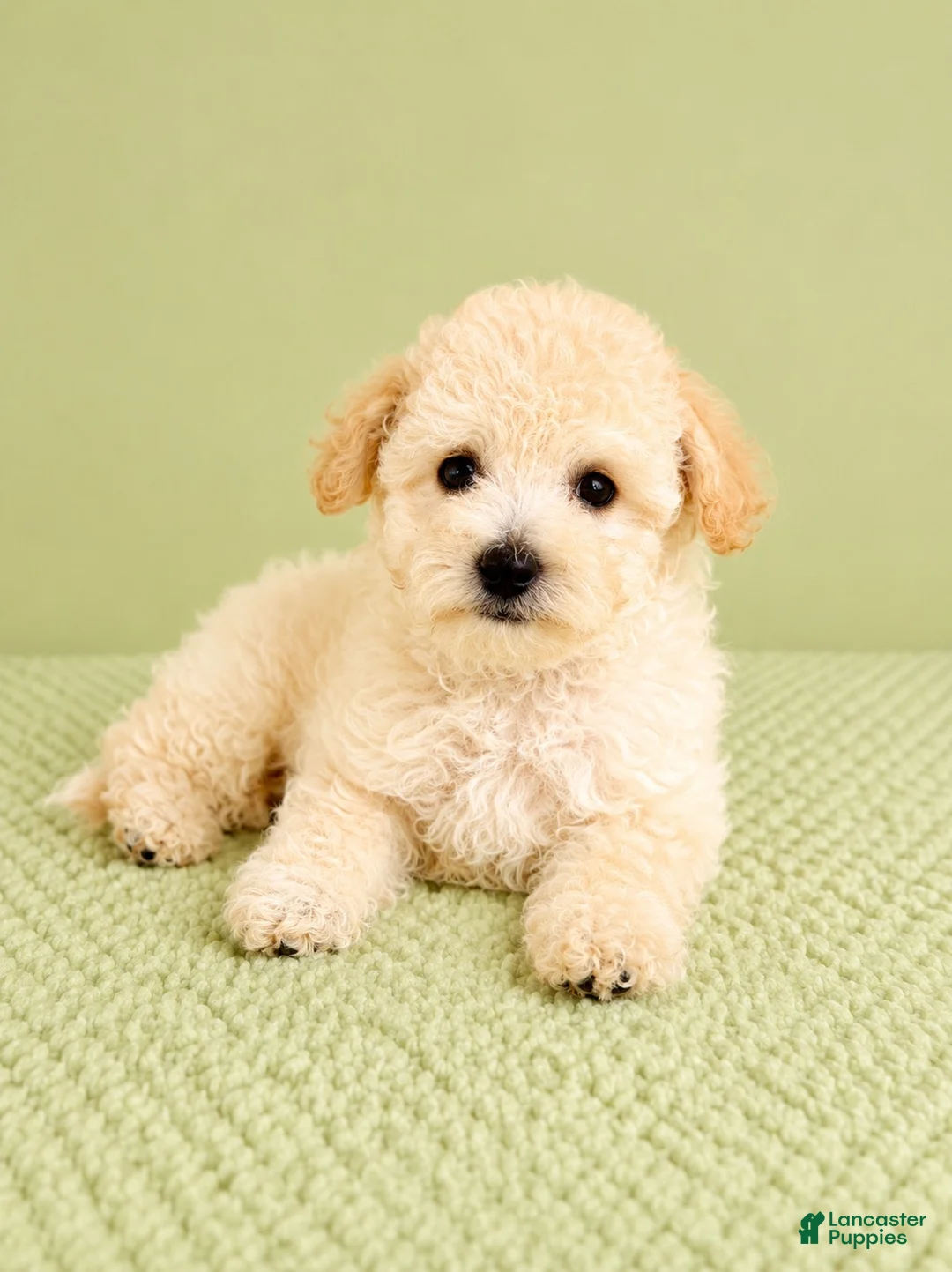 Bichon Frise dogs for sale: Belle - Ad 1