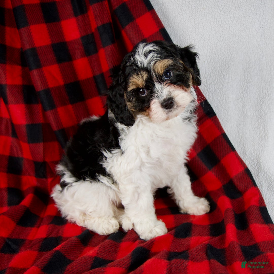 Cavapoo dogs for sale: Enzo - Ad 4