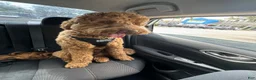 Goldendoodle dogs for sale: Goldendoodle 1 - Ad 7